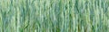 Green wheat with visible details. background or texture Royalty Free Stock Photo