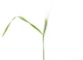 Green wheat on a white background. macro Royalty Free Stock Photo