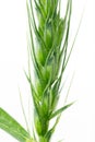 Green wheat on a white background. macro Royalty Free Stock Photo