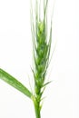 Green wheat on a white background. macro Royalty Free Stock Photo