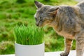 Green wheat on the white pot and a Cat eating a wheat