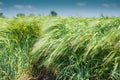 Green wheat Royalty Free Stock Photo