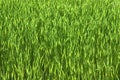 Green wheatfield