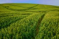 Green wheatfield with line pattern from vehicle tracks