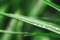 Green Wheatgrass grass close-up dew drops, soft focus