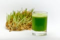 Green Wheatgrass juice in a transparent glass. Behind a glass cut sprouted wheat on a white background Royalty Free Stock Photo