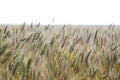 Green wheats in the field