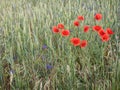 Green wheet field with flowers