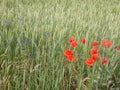 Green wheet field with flowers