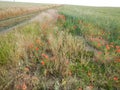 Green wheet field with flowers