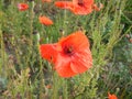 Green wheet field with flowers