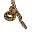 Green Whip Snake, Hierophis viridiflavus Royalty Free Stock Photo