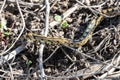 Green whip snake or western whip snake Hierophis viridiflavus,  species of snake in the family Colubridae in its habitat Royalty Free Stock Photo