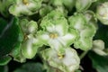 Green and white African violet Saintpaulia ionanthaChristian Weiss, Royalty Free Stock Photo