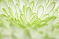 Green white annealed Chrysanthemum on black background Royalty Free Stock Photo