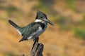 Green and white bird Amazon Kingfisher, Chloroceryle amazona, sitting on the branch, Baranco Alto, Pantanal, Brazil Royalty Free Stock Photo