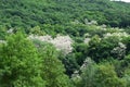 green and white blooming forest valley in spring Royalty Free Stock Photo