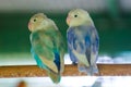 Green-white and blue-white budgerigs coalesce on tree branches in wire cages