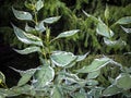 Green with white border beautiful leaves of bush ÃÂ¡ornus alba Elegantissima.