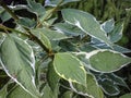 Green with white border beautiful leaves of bush ÃÂ¡ornus alba Elegantissima. Royalty Free Stock Photo