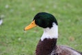 DOMESTIC BEAUTIFUL DUCK, GREEN GRASS IN THE BACKGROUND, PHOTO BY CANON, CITY OF GUARAMIRIM, SOUTH OF BRAZIL, MAY 2022 Royalty Free Stock Photo