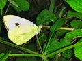 Green and white butterfly sitting on leaf of plant Royalty Free Stock Photo