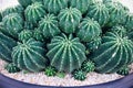 Green white cactus flower or mother-in-law`s cushion Echinocactus grusonii in pot natural closeup background Royalty Free Stock Photo