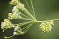 Green and white caterpillar swirled on flower stem. Royalty Free Stock Photo