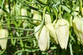 Green white crown imperial flowers Royalty Free Stock Photo