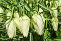 Green white crown imperial flowers blooming Royalty Free Stock Photo