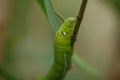 Green and white doted caterpillar