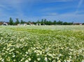 Green white field with chamomile under blue sky near Virovitica town - Croatia Royalty Free Stock Photo