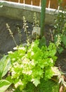 Green, white flower of heuchera georgia plum coral bells Royalty Free Stock Photo