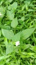 Green and white flower wallpaper for background natur