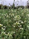 Green white flower weed grass shepherds purse & x28;Capsella bursa pastoris& x29; as background image