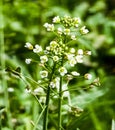 Green white flower weed grass shepherds purse or Capsella bursa pastoris as background image