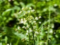 Green white flower weed grass shepherds purse or Capsella bursa pastoris as background image