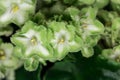 Green and white African violet Saintpaulia ionantha Royalty Free Stock Photo