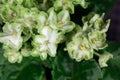 Green and white African violet Saintpaulia ionantha Royalty Free Stock Photo