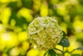 Green white flowers Viburnum opulus Roseum - Snowball. Inflorescence ornamental shrub close-up Royalty Free Stock Photo