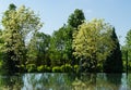 Green and white foliage of Norway Maple `Drummondii` Acer platanoides with trees is reflected in water mirror