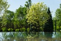 Green and white foliage of Norway Maple `Drummondii` Acer platanoides with trees is reflected in water mirror