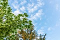 Green and white foliage of Norway Maple `Drummondii` - Acer platanoides Variegata on blue sky background Royalty Free Stock Photo