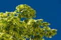 Green and white  foliage of Norway Maple `Drummondii` - Acer platanoides Variegata. Close-up of leaves on blue sky Royalty Free Stock Photo