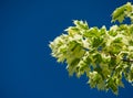 Green and white foliage of Norway Maple `Drummondii` - Acer platanoides Variegata. Close-up of leaves on blue sky Royalty Free Stock Photo