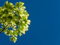 Green and white  foliage of Norway Maple `Drummondii` - Acer platanoides Variegata. Close-up of leaves on blue sky Royalty Free Stock Photo