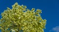 Green and white  foliage of Norway Maple `Drummondii` - Acer platanoides Variegata. Close-up of leaves on blue sky Royalty Free Stock Photo