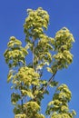 Green and white foliage of Norway Maple Drummondii - Acer platanoides Variegata Royalty Free Stock Photo