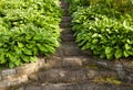 Green and white hosta leaves around stone garden stairway