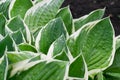 Green and white hosta lush leaf background or pattern